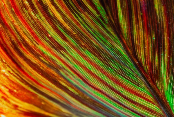 冯姓辈分字谱,冯姓辈分排名表