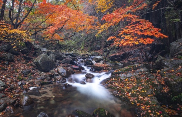姓张的女孩名字(分享30个很受欢迎的姓张的女孩名字)