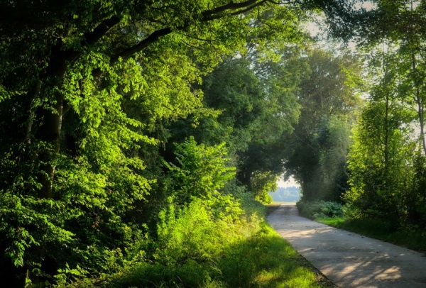 小名乳名大全：取鸡年宝宝小名的技