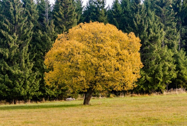 舒姓的宝宝名字大全