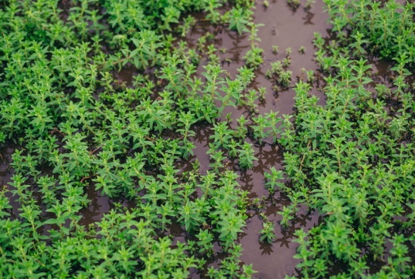 小名乳名大全：给鸡年宝宝起乳名的注意事项