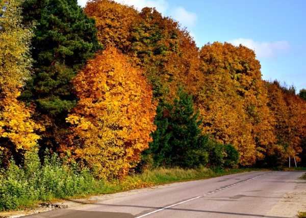 2025属蛇姓杨男孩名字，姓杨属蛇男孩名字大全来了