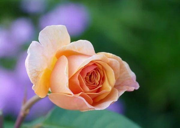 法国网名带名字格式男生