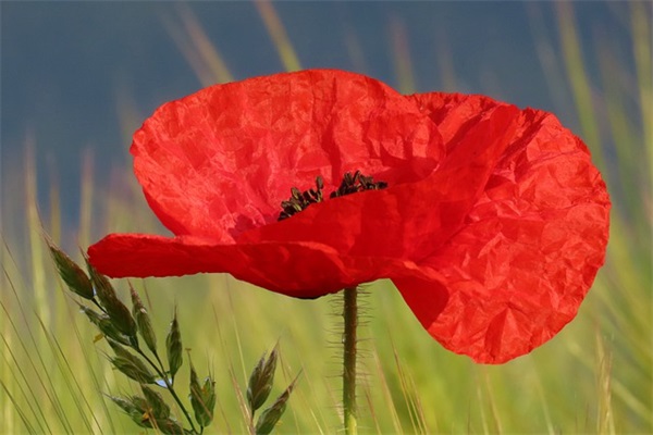 与夏天有关的网名男生