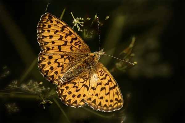 带蒙字的男生网名