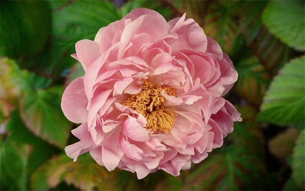 男生霸气网名超长符号