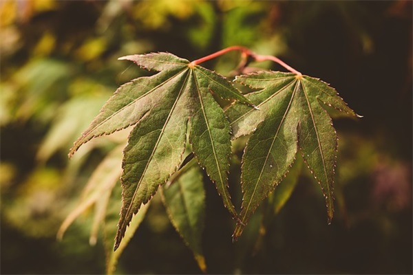 男生慢生活网名