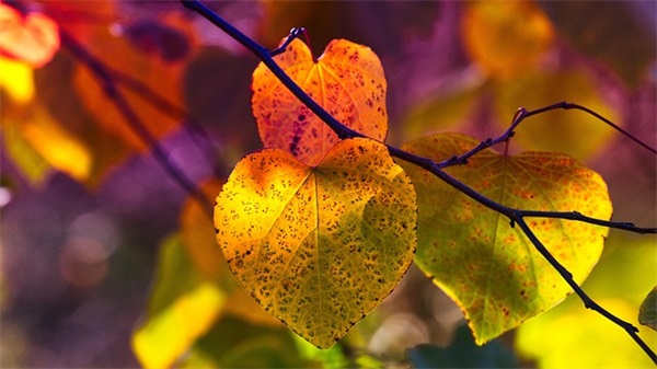 欧美微信网名男