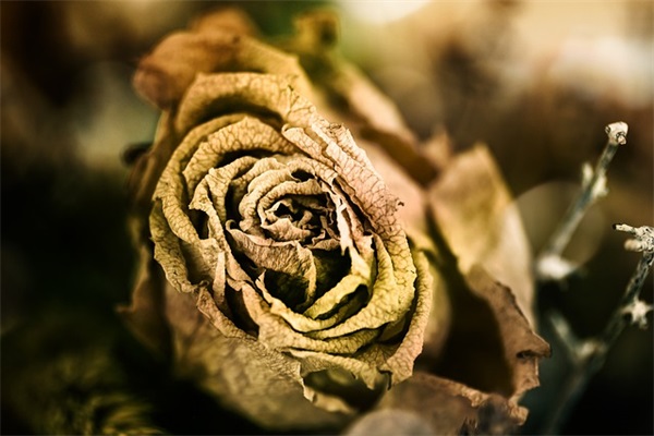 带有玫瑰花的微信网名