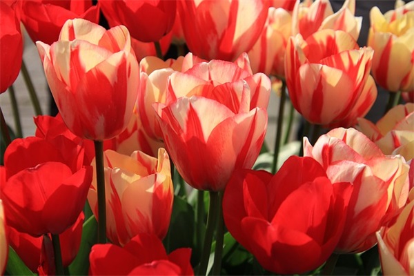 撕心裂肺的微信网名