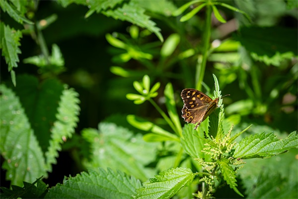 情侣网名微信姓氏