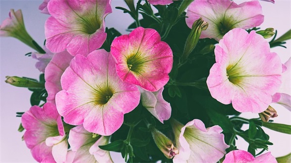 女英文微信网名大全