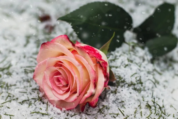 用来自嘲的网名男生