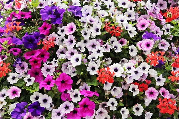 老爸用的微信网名