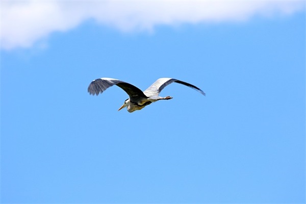 男生三人兄弟网名大全