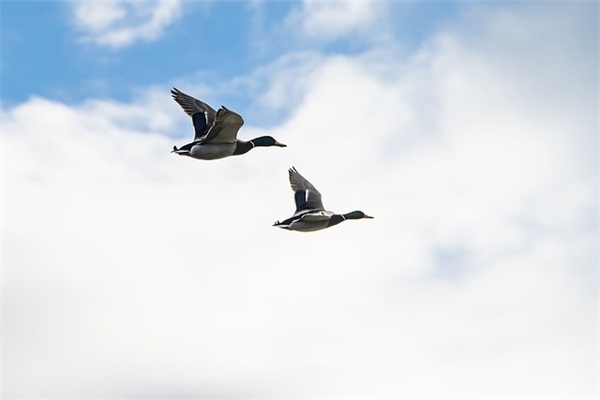 关于白的男生网名