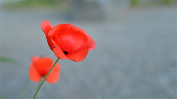 老味道文案男生网名