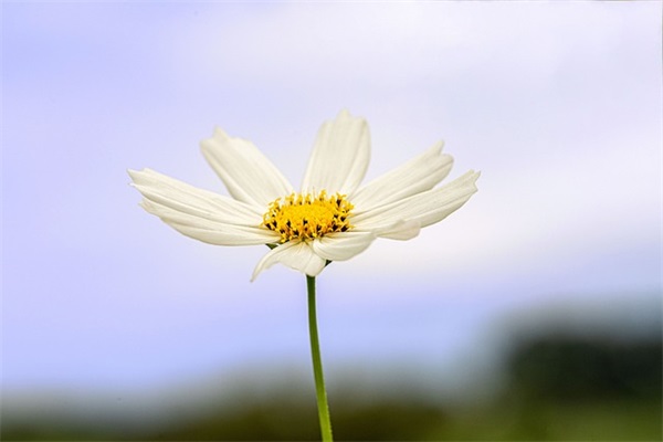 男生网名画大饼