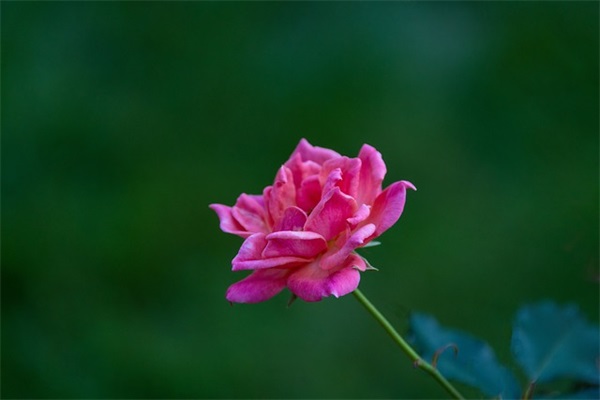 带有饭字的网名男生