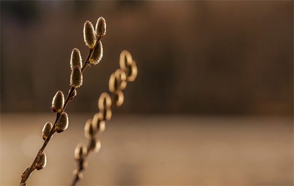 早安同音网名大全男生