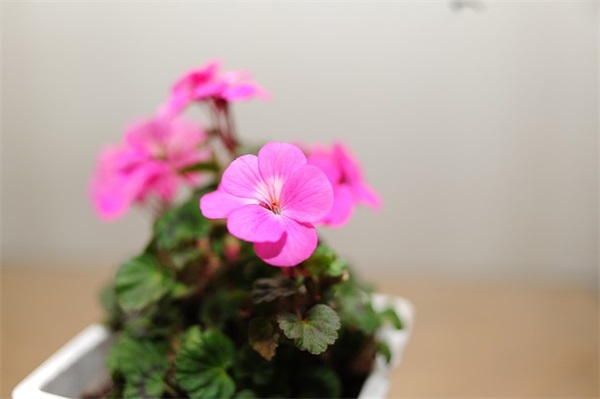 网名前缀大全男生