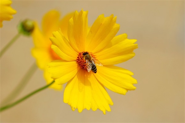 用于追星的网名男生