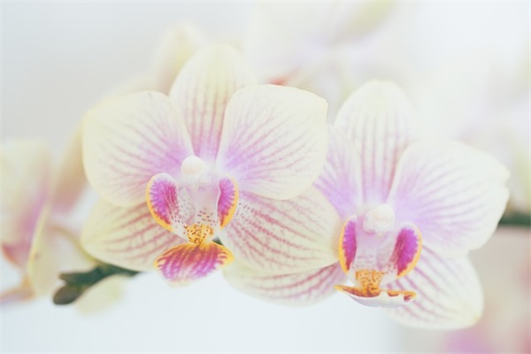 带素的男生网名