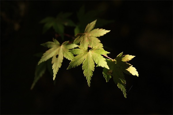 日常健身攻略男生网名