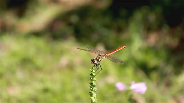 苏字开头的男生网名