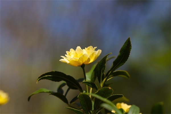 关于风的网名男生网名