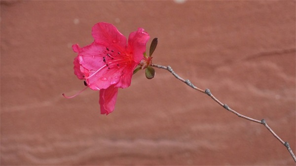 奶凶奶凶网名男生