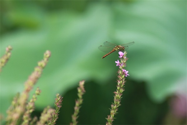 网名带表白素材图片男生