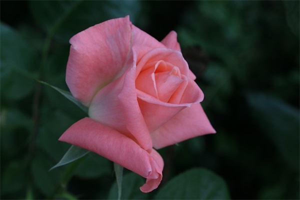 男生网名带吴字