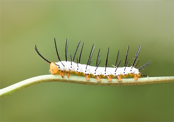 小字的网名男生