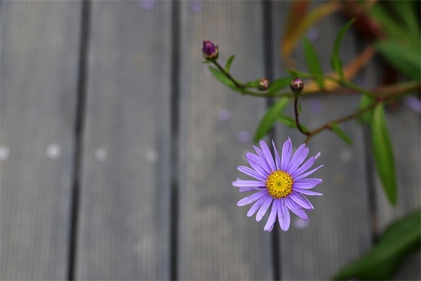 带桃的男生网名