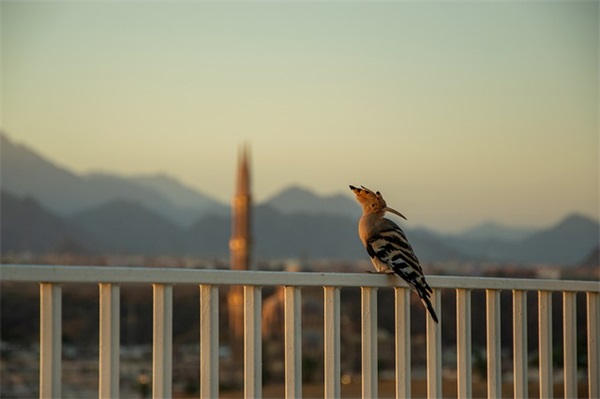 活动话题网名男生头像
