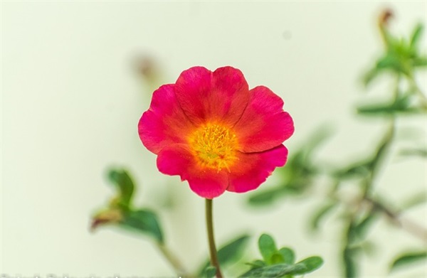 qq炫舞网名女超拽