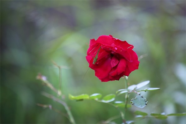 情侣网名可爱简单