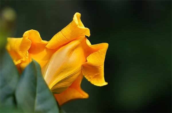 带熊字的qq网名