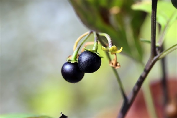 简单唯美网名女生清新