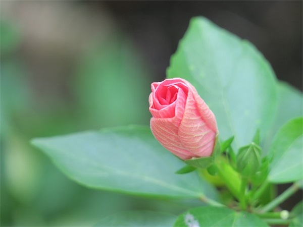 凌字开头的qq网名