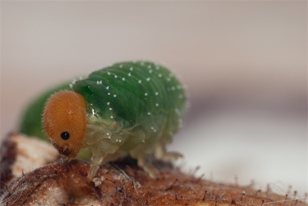 孽开头的QQ网名