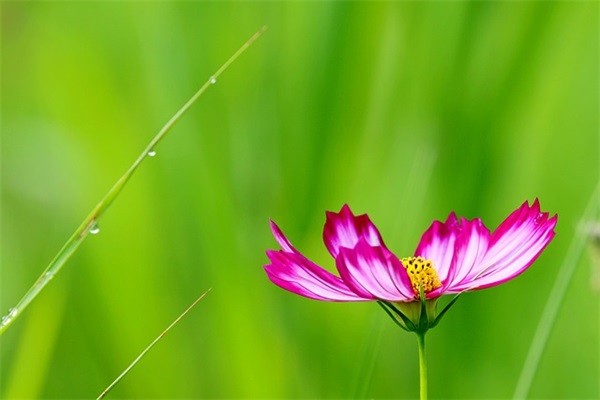 藏在诗词里的古风网名