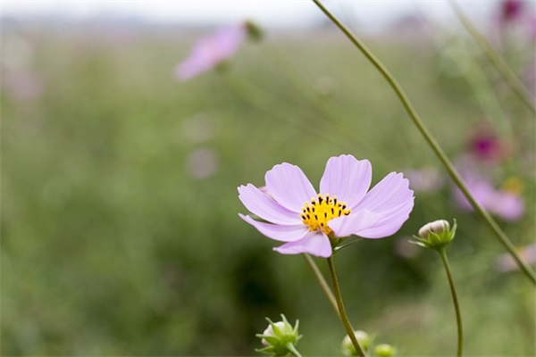 简单的qq网名大全