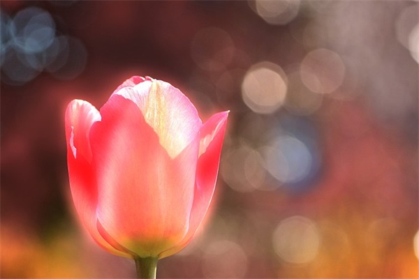 有个性超拽网名女生