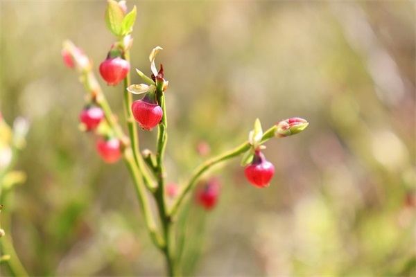 qq关于博的网名