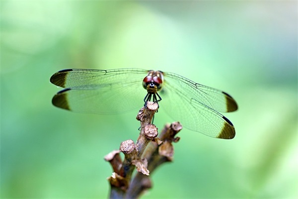 墨字开头的古风网名