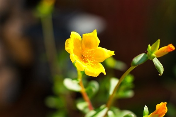 QQ飞车网名怎么买