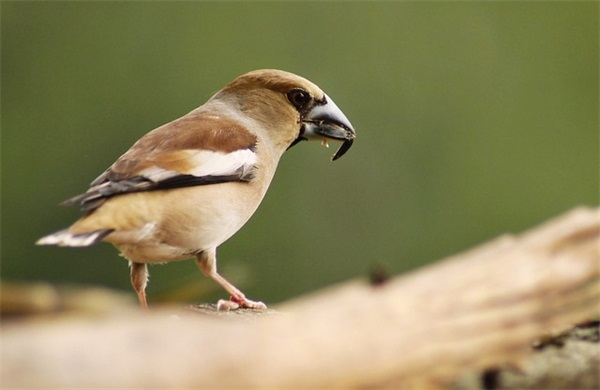可爱的qq女生网名