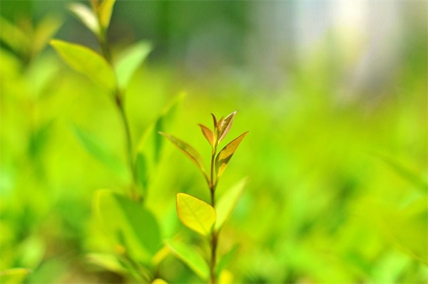 qq可爱萌妹妹子网名